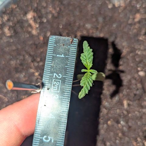 Bob growlog timeline photo