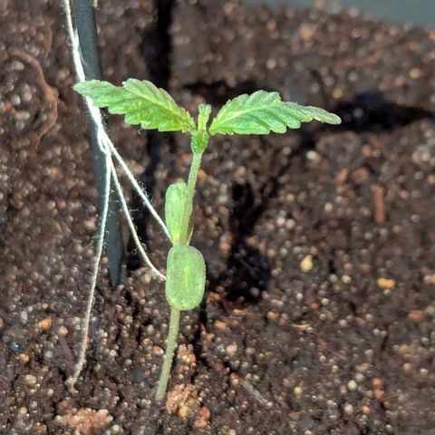 Bob growlog timeline photo