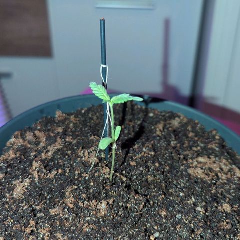 Bob growlog timeline photo