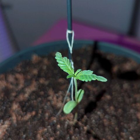 Bob growlog timeline photo
