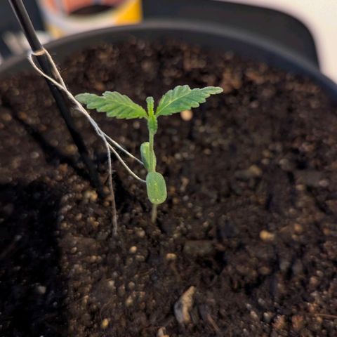 Bob growlog timeline photo