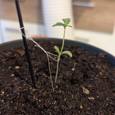 Bob growlog timeline photo