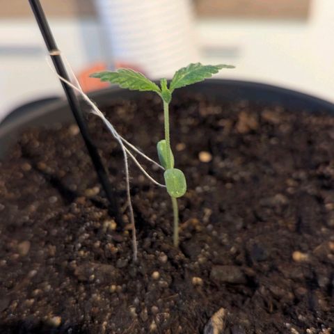 Bob growlog timeline photo