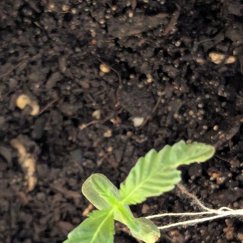 Bob growlog timeline photo