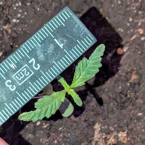 Bob growlog timeline photo