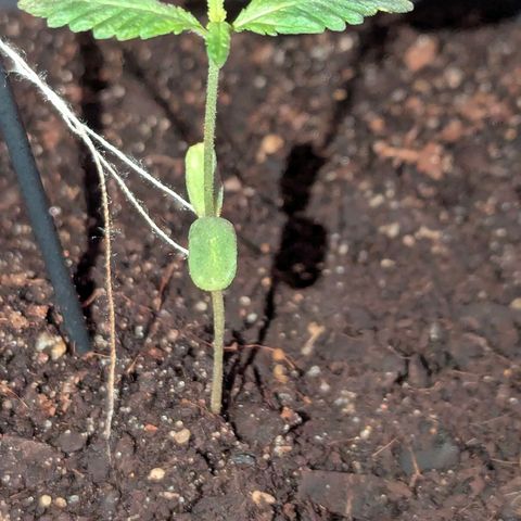 Bob growlog timeline photo