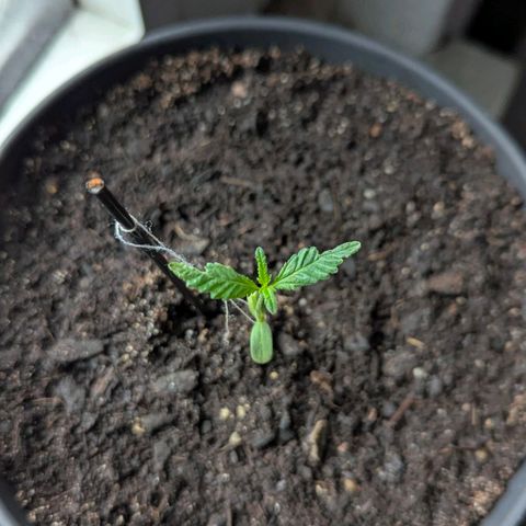 Bob growlog timeline photo