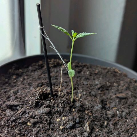Bob growlog timeline photo