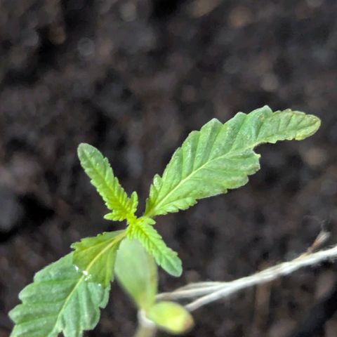 Bob growlog timeline photo