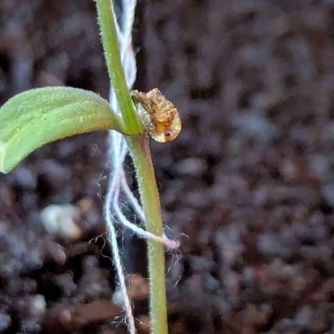 Bob growlog photo: Zu viel dünger!!! 