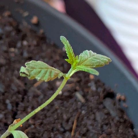Bob growlog photo: Zu viel dünger!!! 