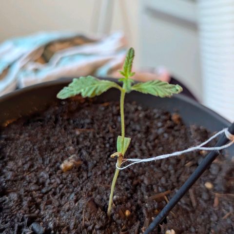 Bob growlog photo: Zu viel dünger!!! 