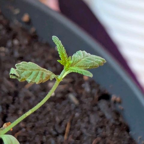 Bob growlog photo: Zu viel dünger!!! 