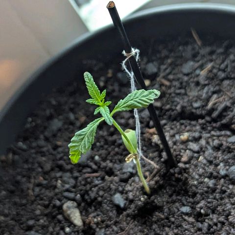 Bob growlog timeline photo