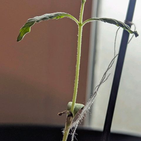 Bob growlog timeline photo