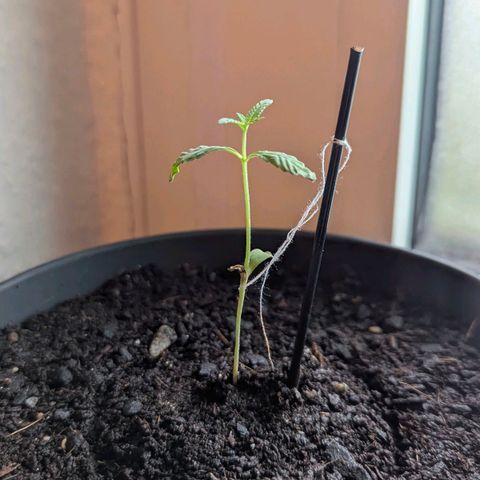 Bob growlog timeline photo