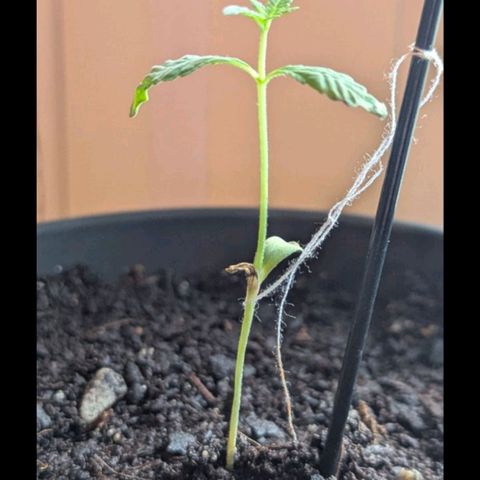 Bob growlog timeline photo