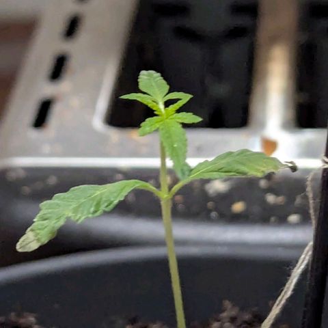 Bob growlog timeline photo