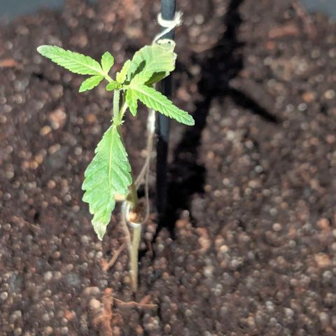 Bob growlog timeline photo
