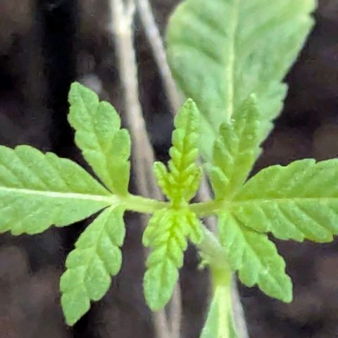 Bob growlog timeline photo