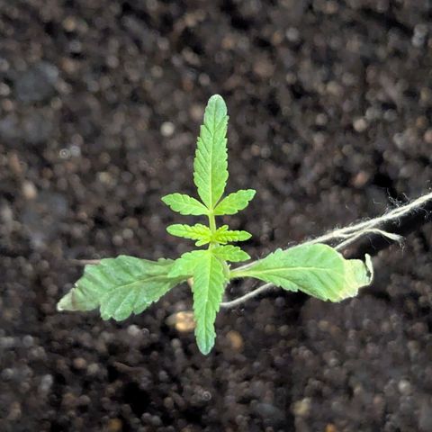 Bob growlog timeline photo