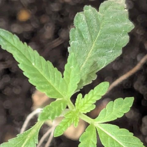 Bob growlog timeline photo
