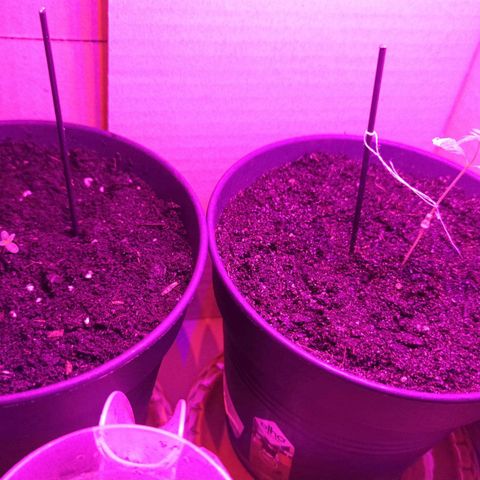Bob growlog timeline photo