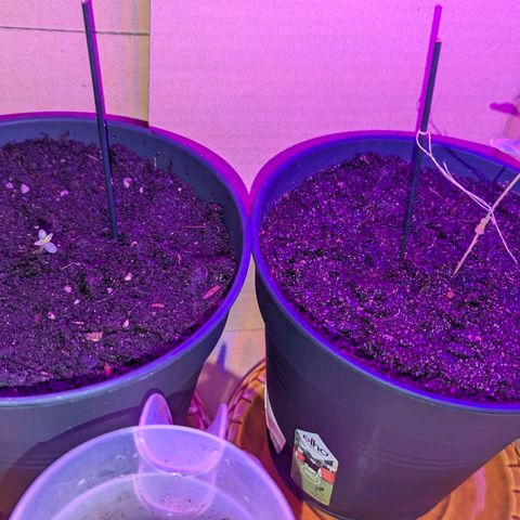 Bob growlog timeline photo