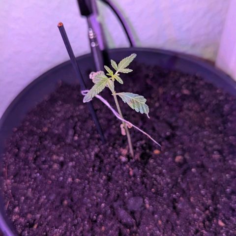 Bob growlog timeline photo