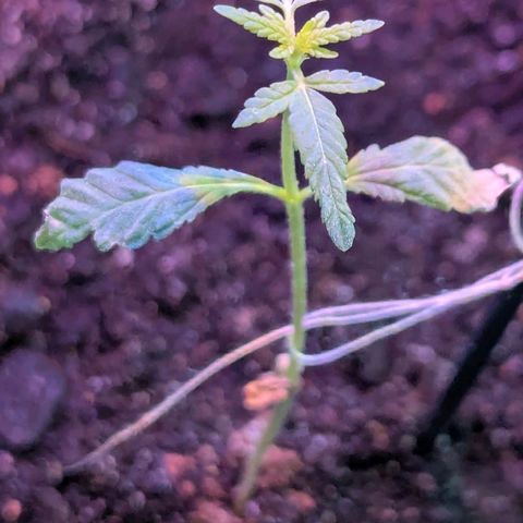 Bob growlog timeline photo