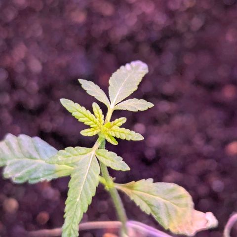 Bob growlog timeline photo