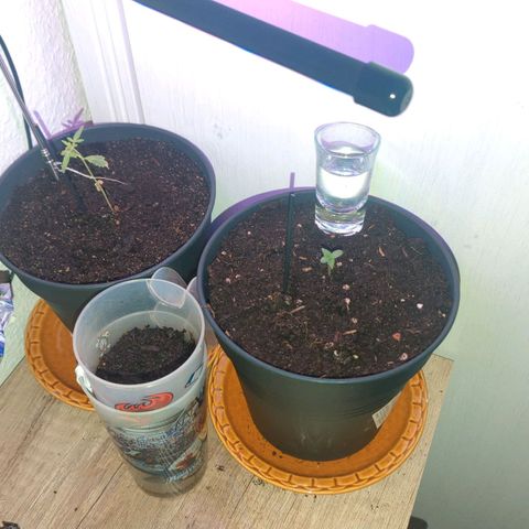 Bob growlog timeline photo