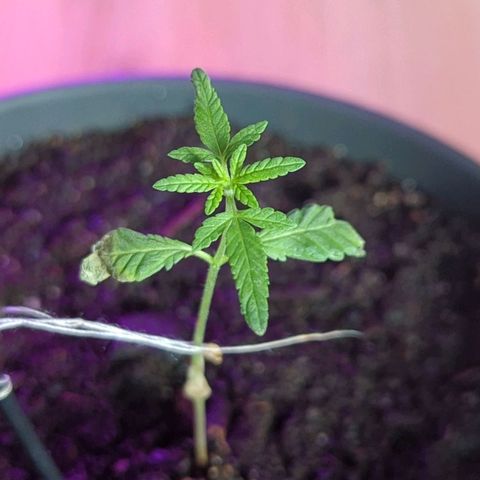 Bob growlog timeline photo