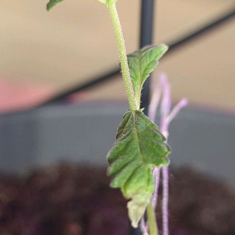 Bob growlog timeline photo