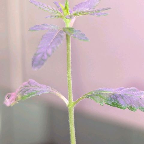 Bob growlog timeline photo