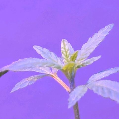 Bob growlog timeline photo