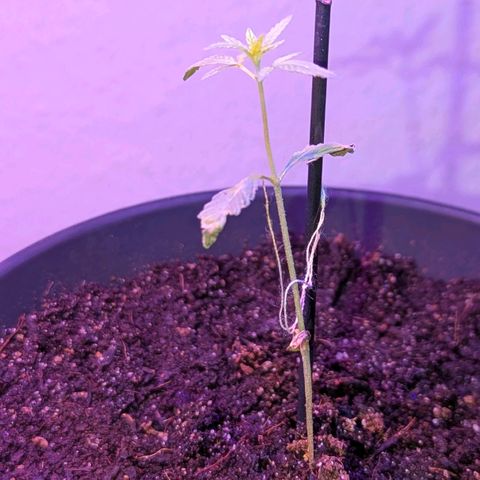 Bob growlog timeline photo