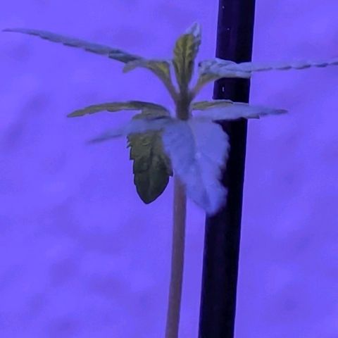 Bob growlog timeline photo