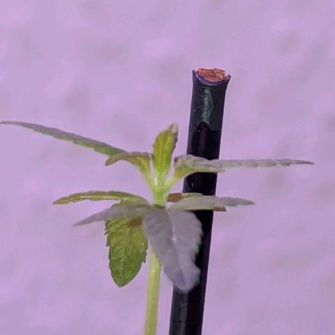 Bob growlog timeline photo