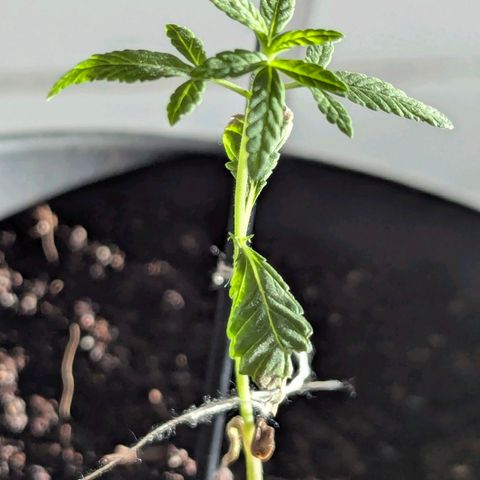 Bob growlog timeline photo