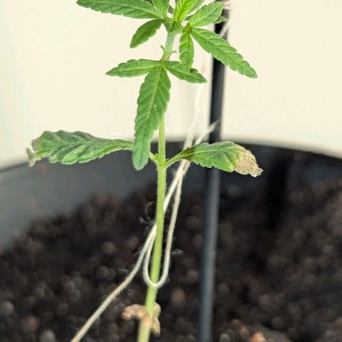 Bob growlog timeline photo