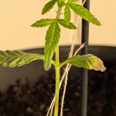 Bob growlog timeline photo