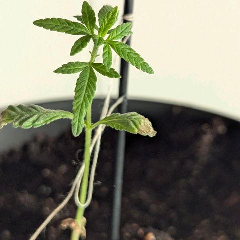 Bob growlog timeline photo