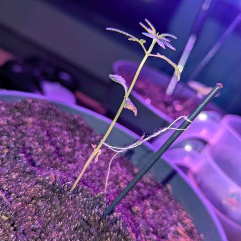 Bob growlog timeline photo