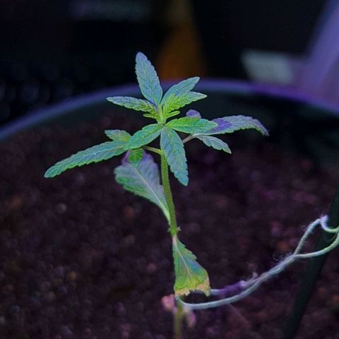 Bob growlog timeline photo
