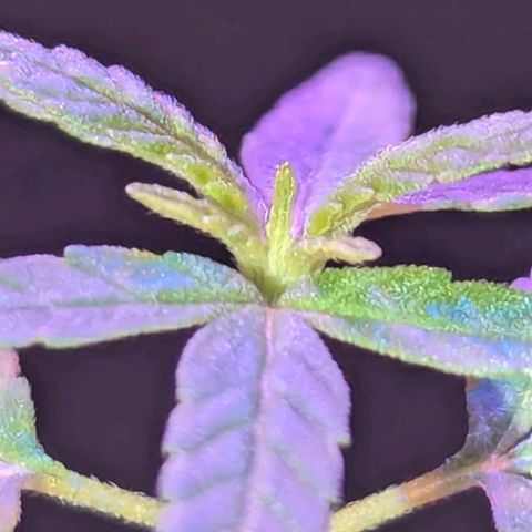 Bob growlog timeline photo