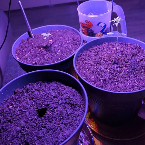 Bob growlog timeline photo
