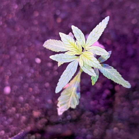 Bob growlog timeline photo