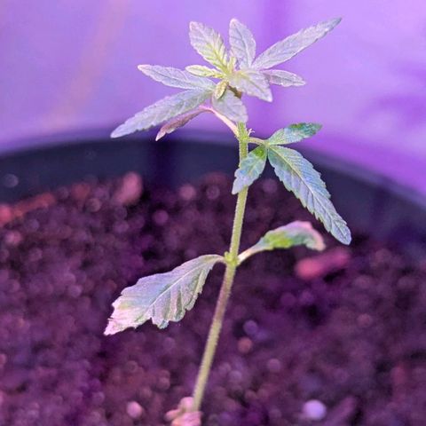 Bob growlog timeline photo