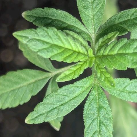 Bob growlog timeline photo